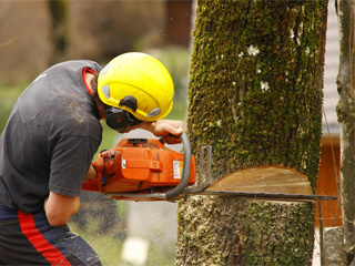 Abattage d’arbre 34